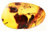 Huge Fossil Spider Exuvia (Araneae) Within Cobweb In Baltic Amber #275340-1